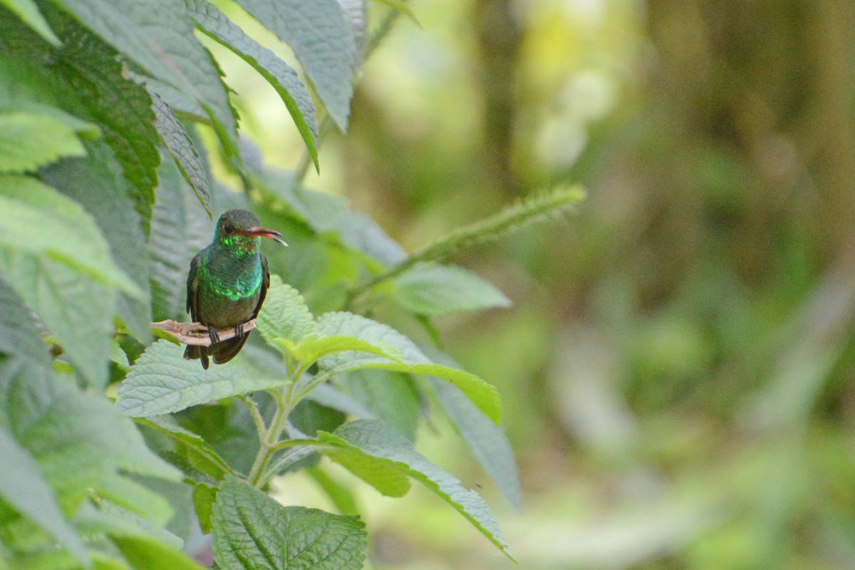Rufous-tailed Hummingbird - Marie O'Neill