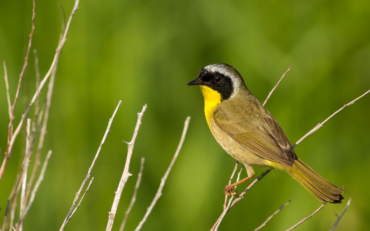 Common Yellowthroat - ML128265901