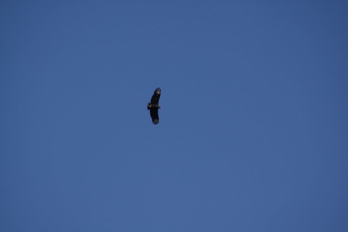 Black Vulture - ML128266041