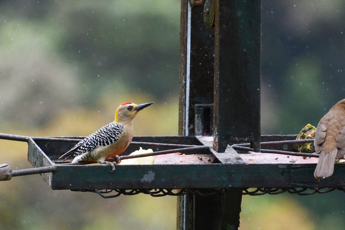 Hoffmann's Woodpecker - Marie O'Neill