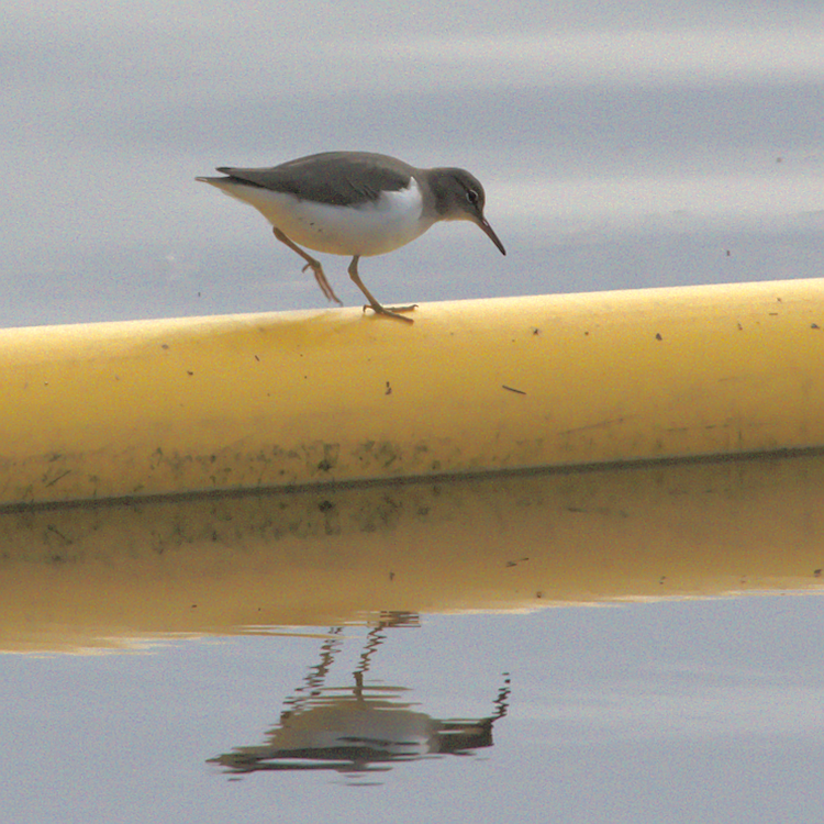 Spotted Sandpiper - ML128269081