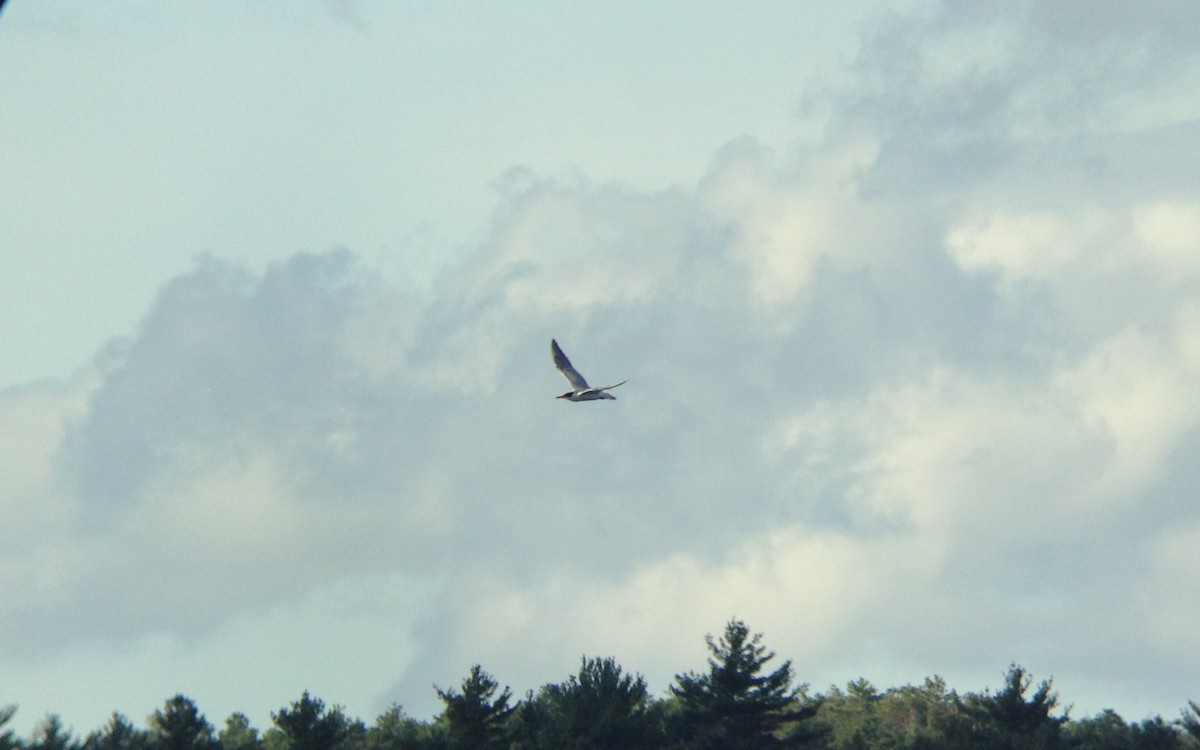 Caspian Tern - ML128271791