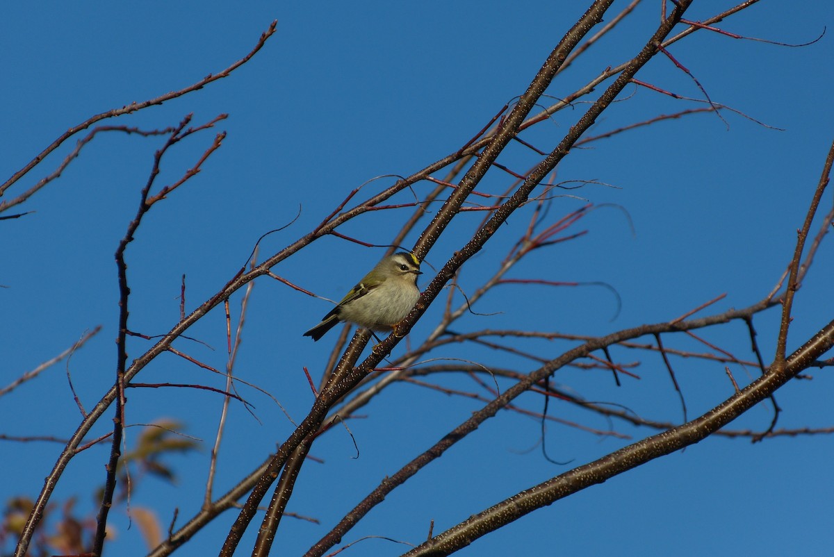 Golden-crowned Kinglet - ML128271851