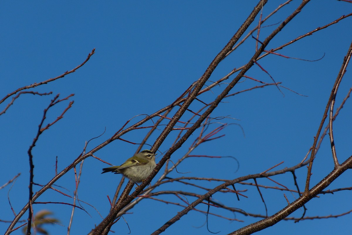 Golden-crowned Kinglet - ML128271861