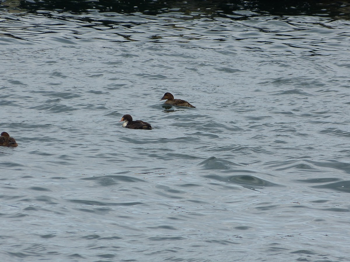 Eider à tête grise - ML128272081