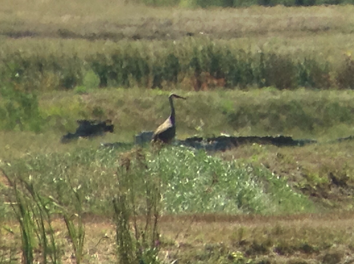 Sandhill Crane - Liam Waters