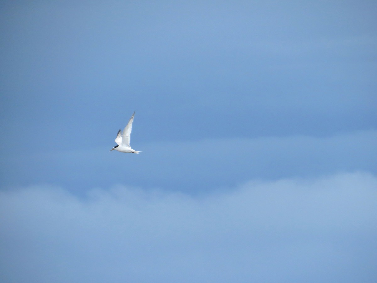 Least Tern - ML128273571