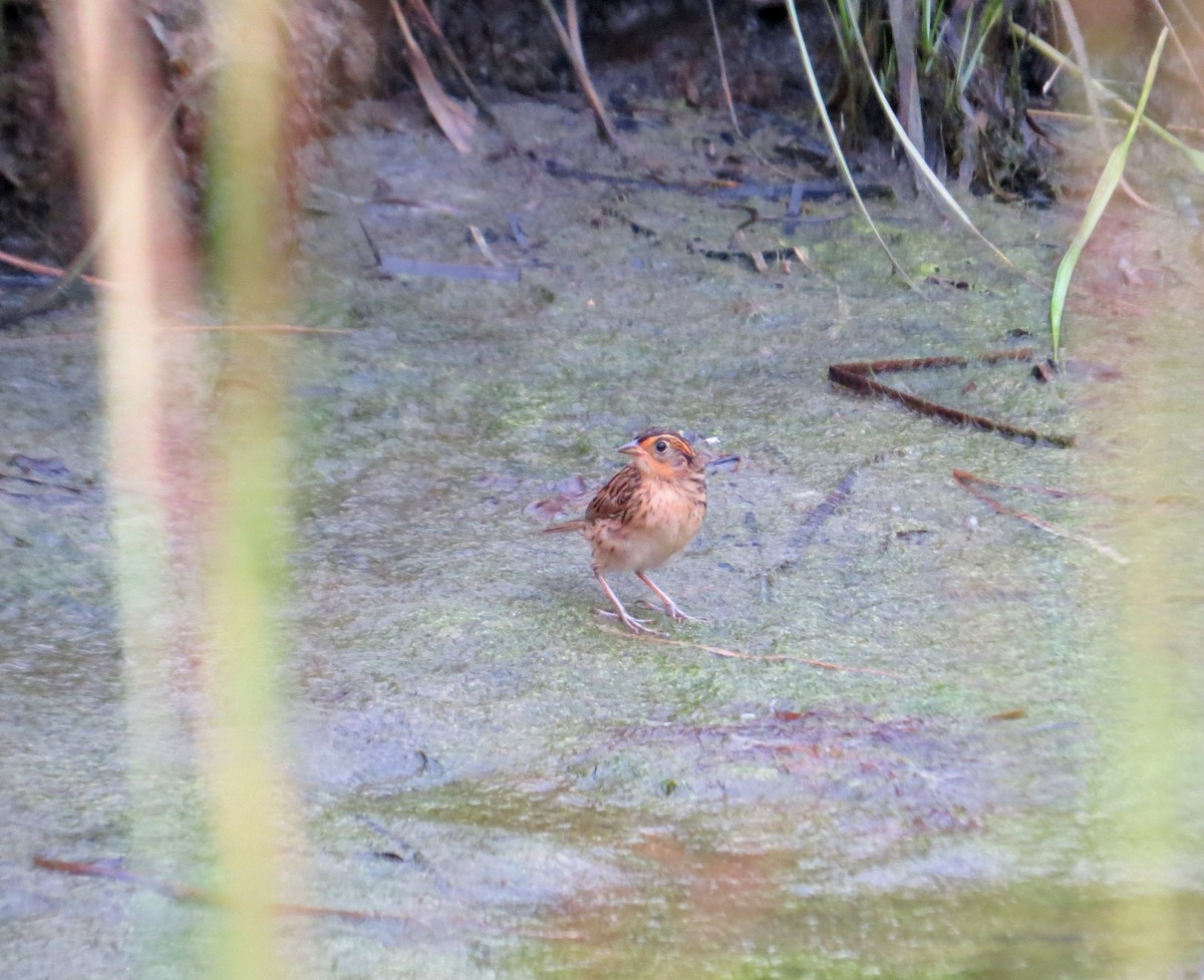 Nelson's/Saltmarsh Sparrow (Sharp-tailed Sparrow) - ML128273681