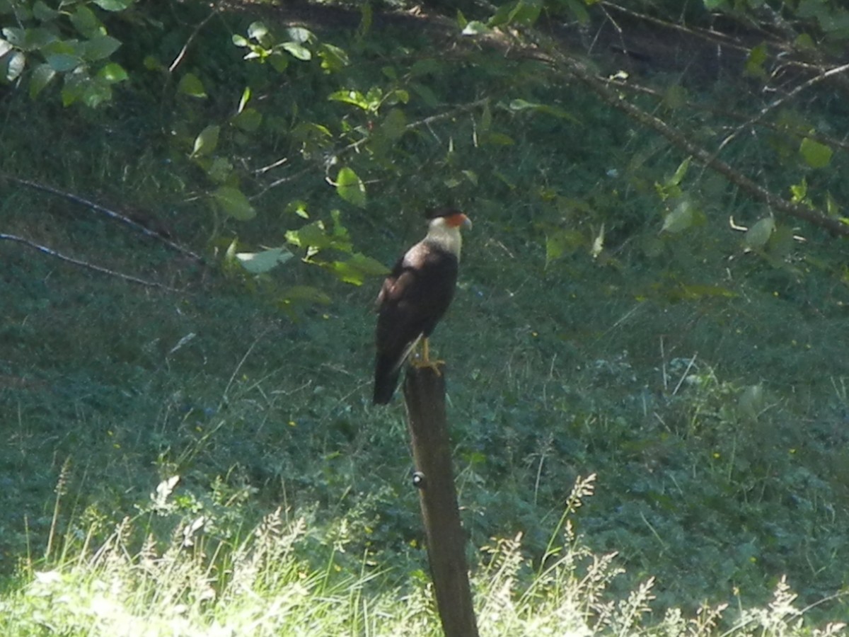 Caracara Carancho (norteño) - ML128273911