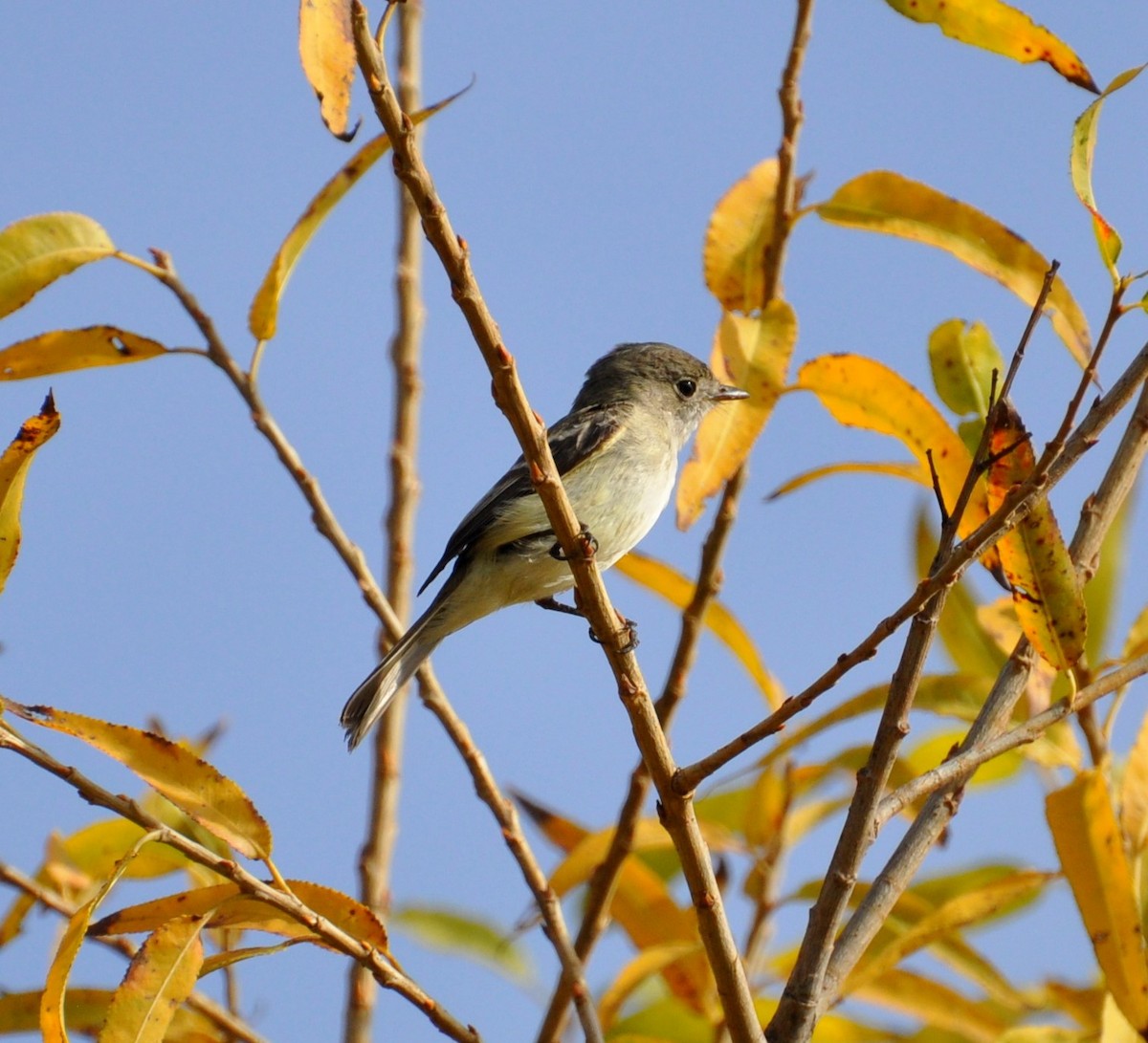 Least Flycatcher - ML128276601