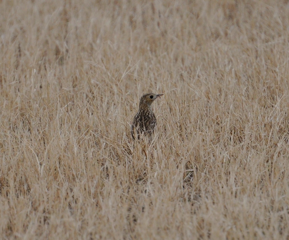 Sprague's Pipit - brendan galvin