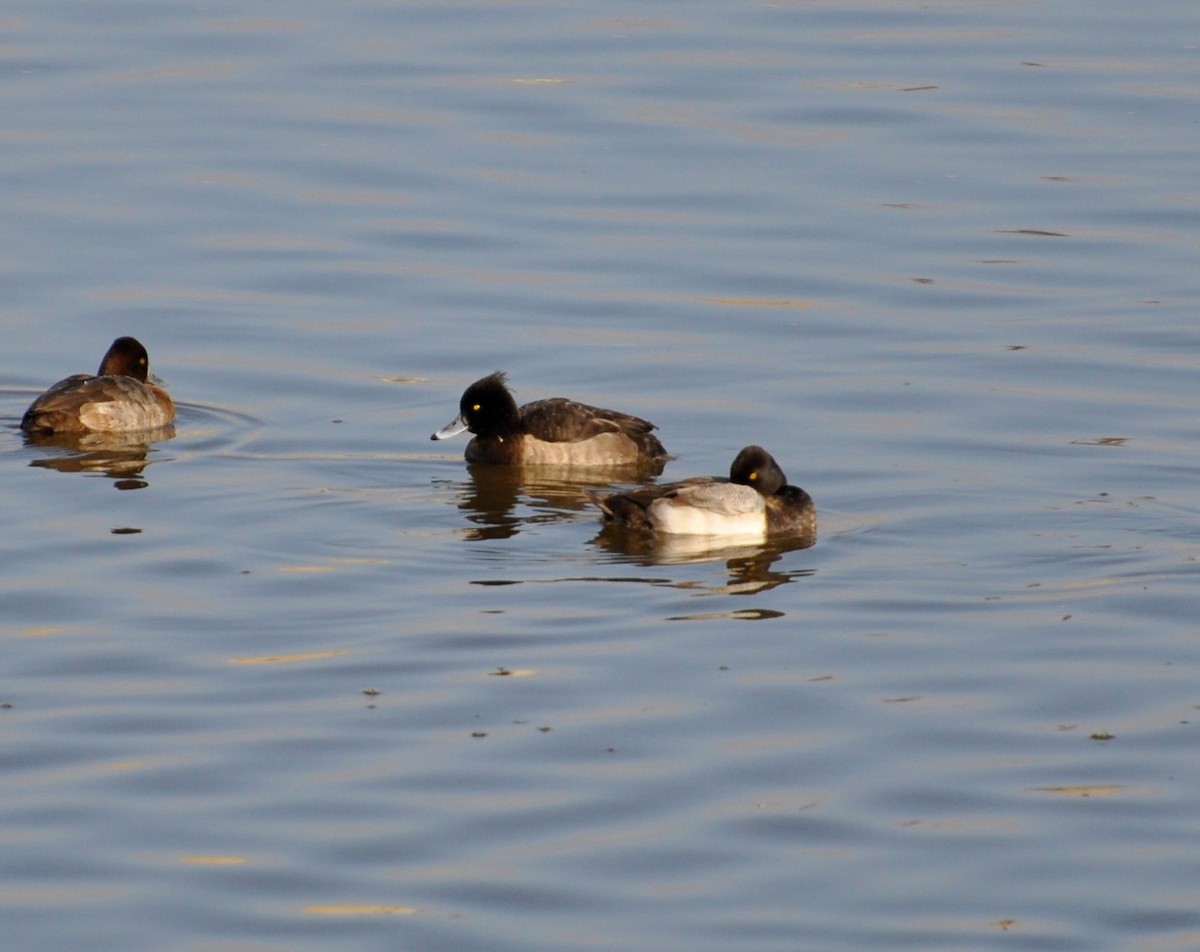 Tufted Duck - ML128276841