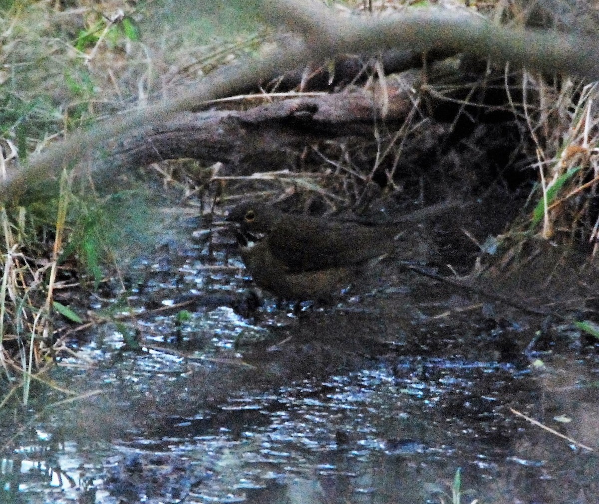 White-throated Thrush - ML128276991