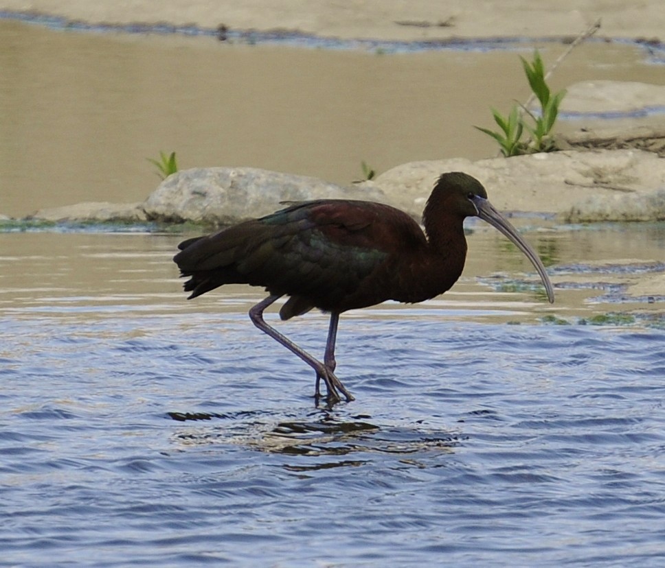 Ibis falcinelle - ML128277491