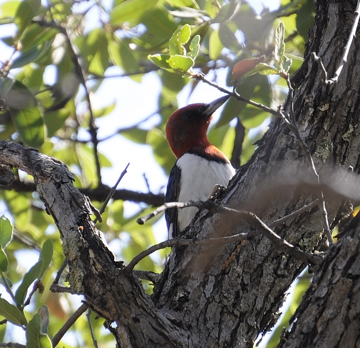Red-headed Woodpecker - ML128277661
