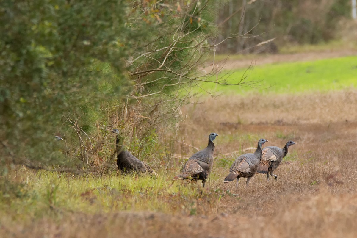 Wild Turkey - ML128280241