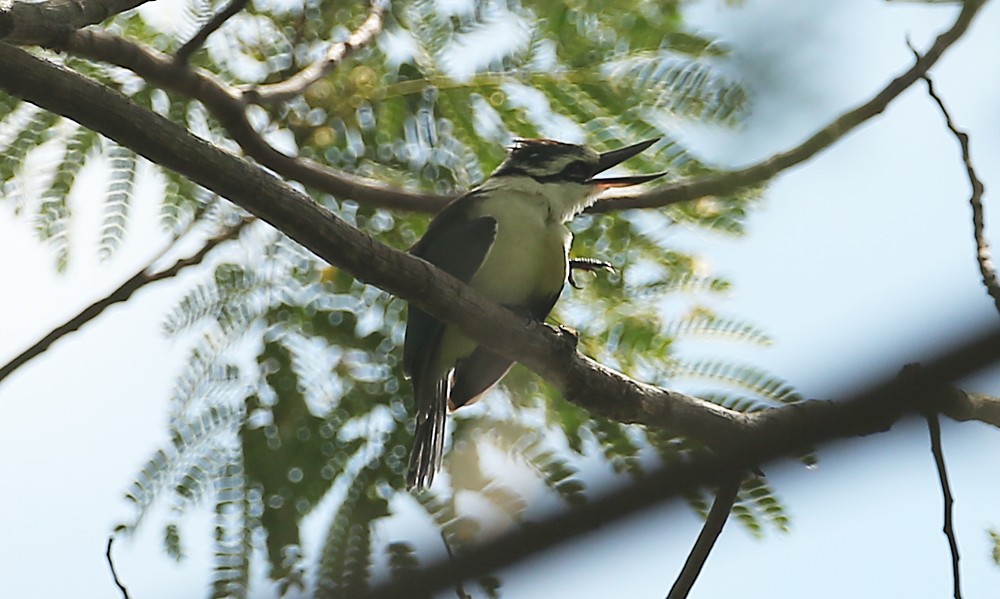 Chattering Kingfisher - Michael Walther