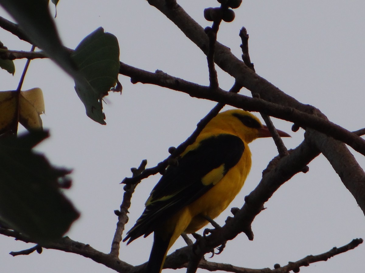 Indian Golden Oriole - ML128289271
