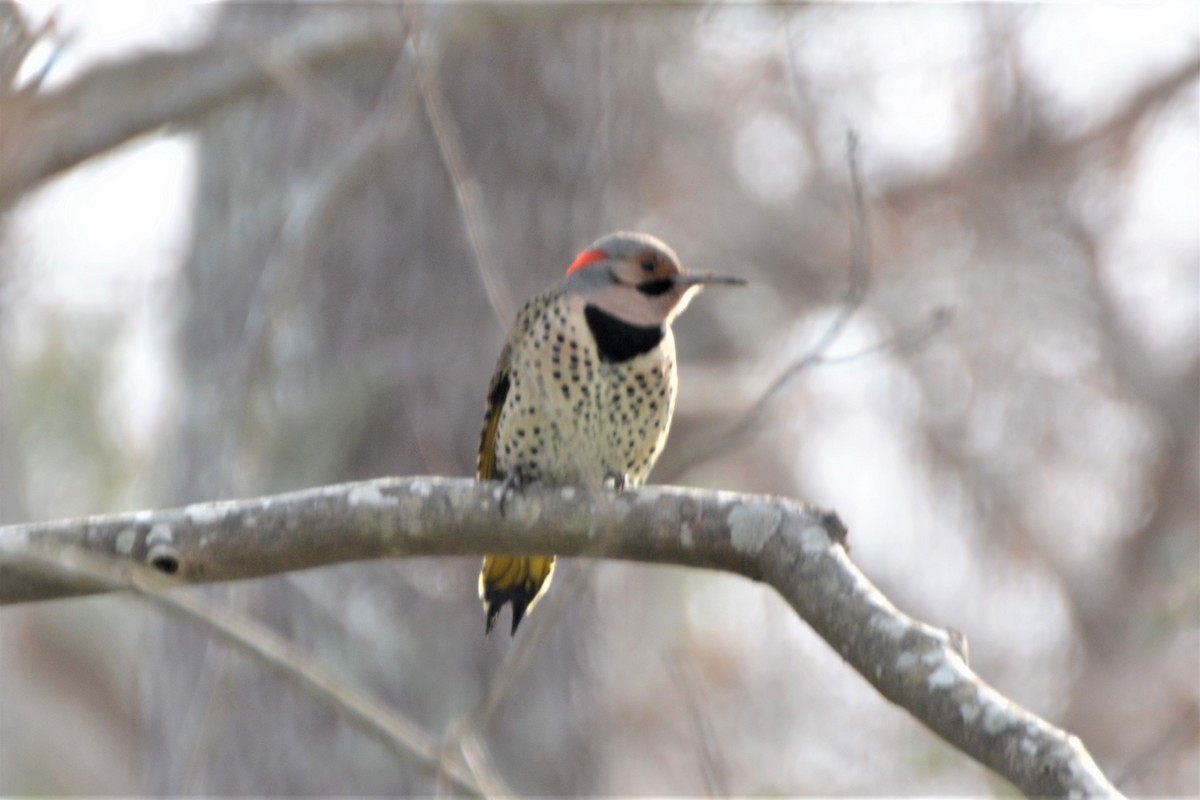 נקר צפון-אמריקני - ML128289371