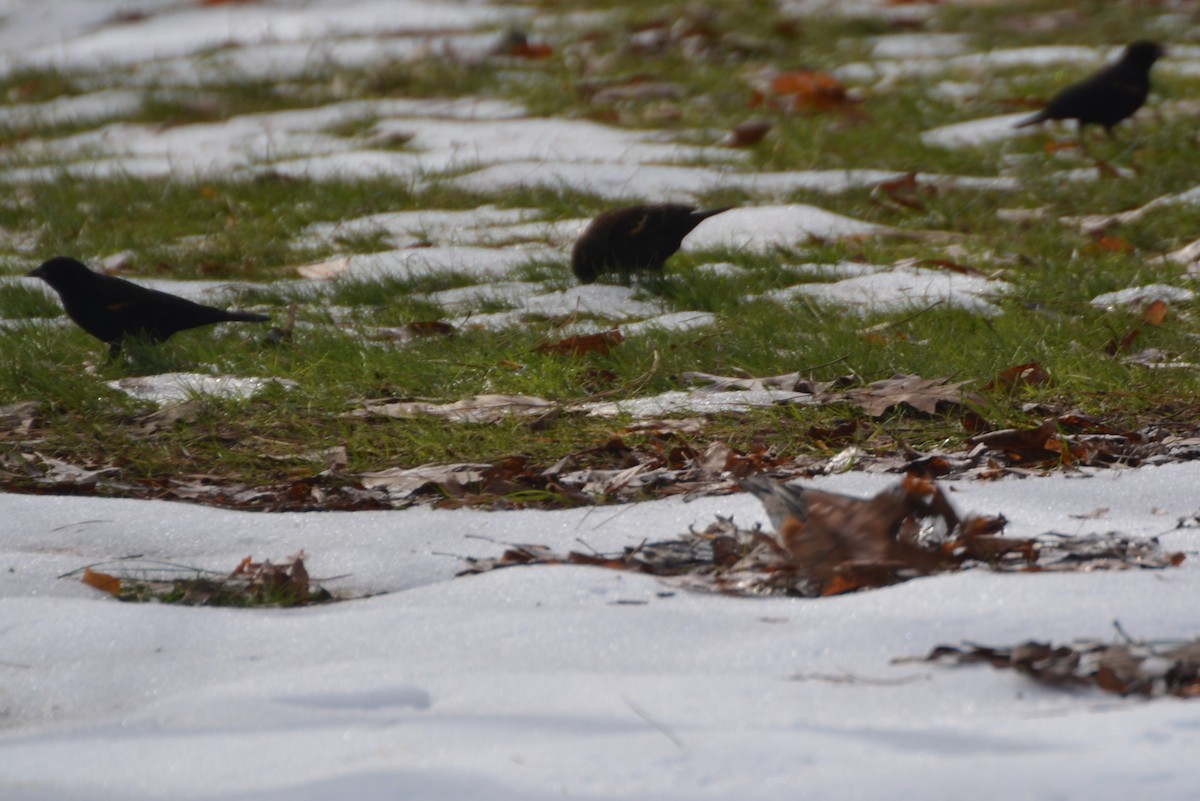 שחרורית אדומת-כנף - ML128289701