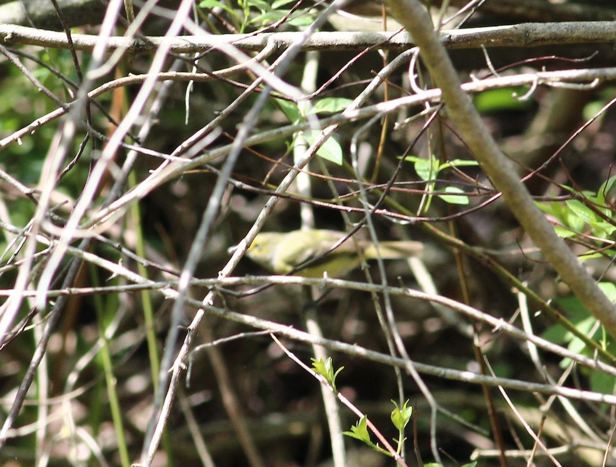 White-eyed Vireo - ML128290901