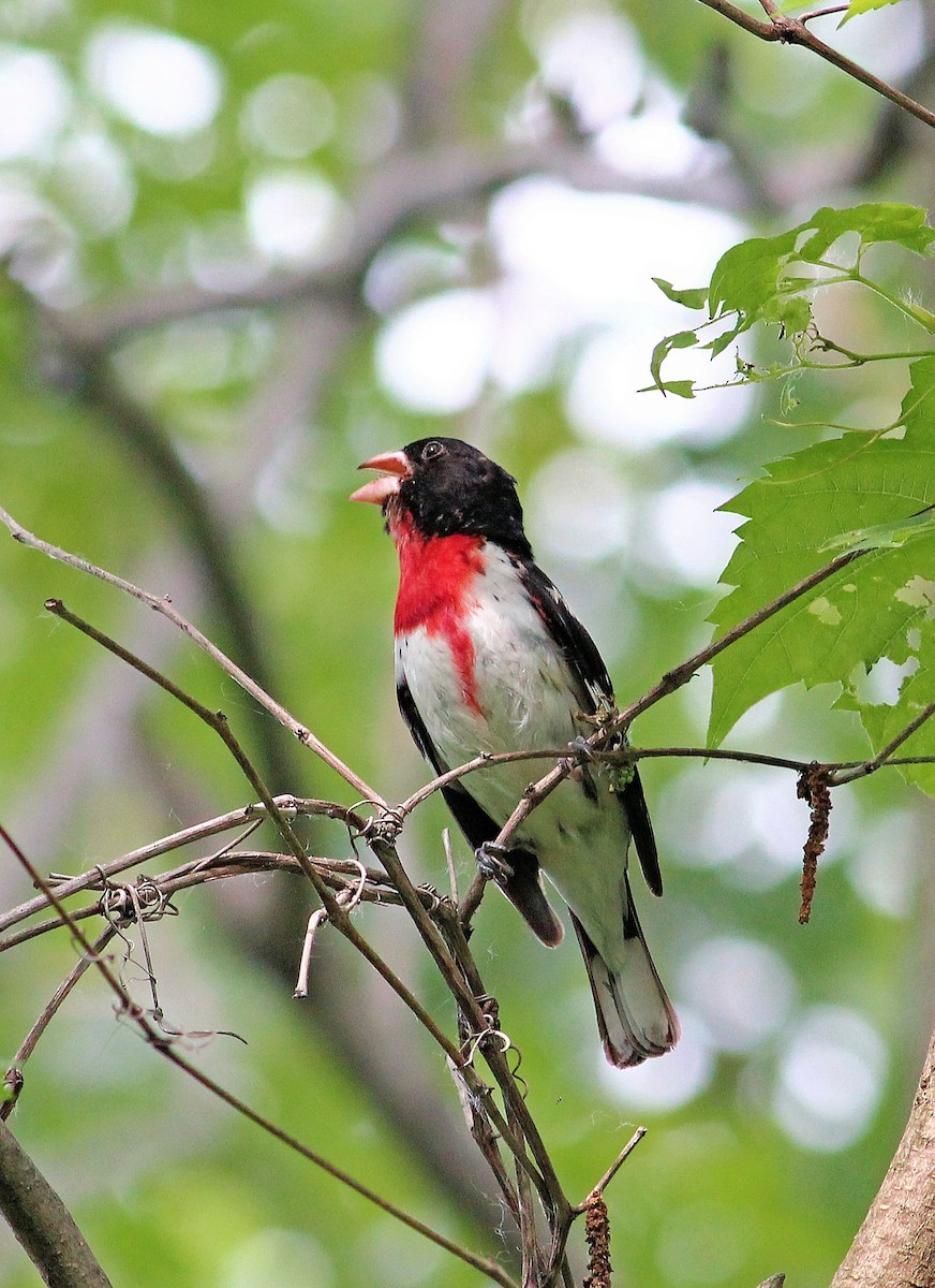 Rose-breasted Grosbeak - ML128292061