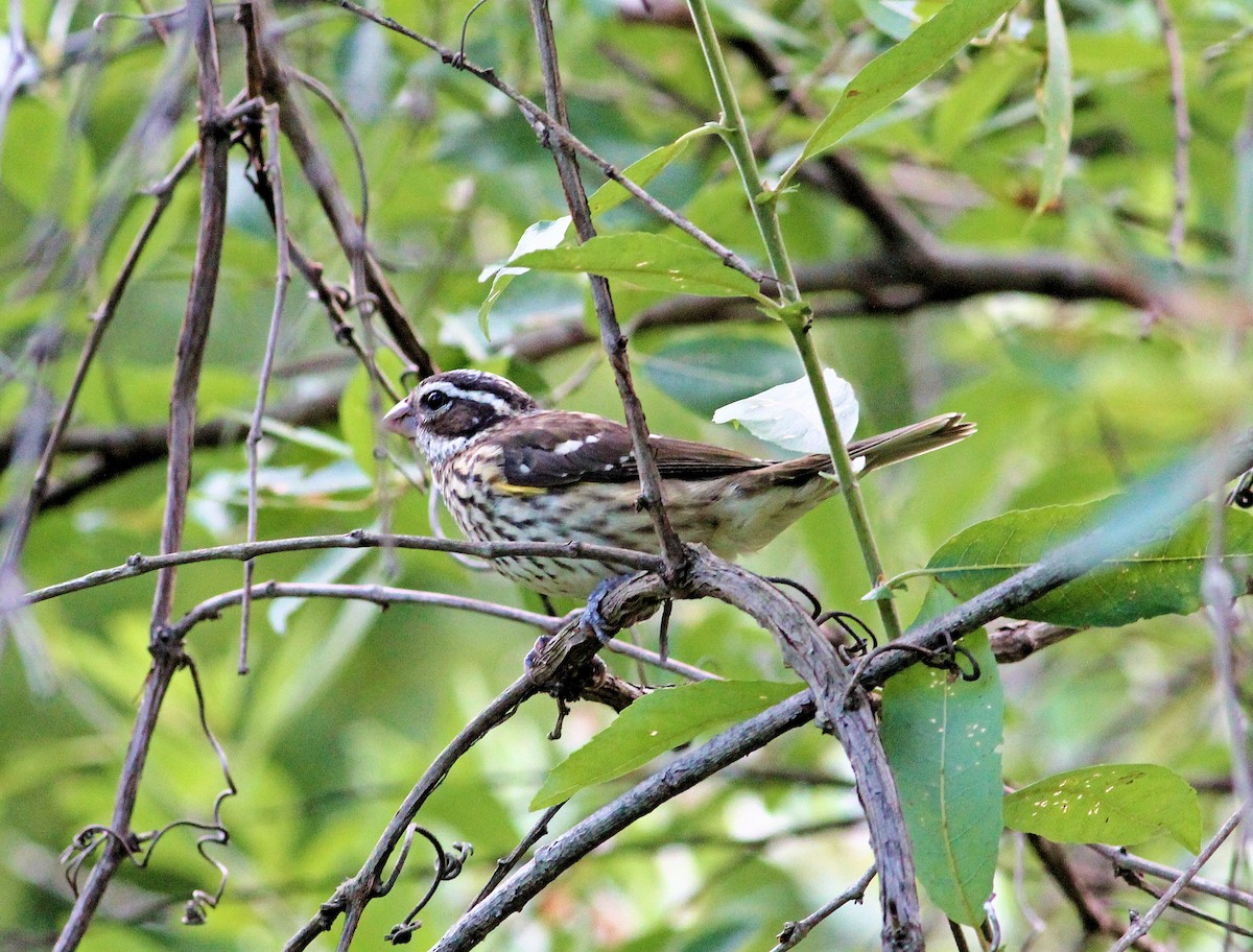 Rose-breasted Grosbeak - ML128294211