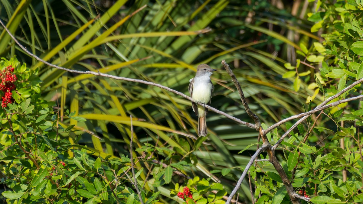 Ash-throated Flycatcher - Kyle Matera