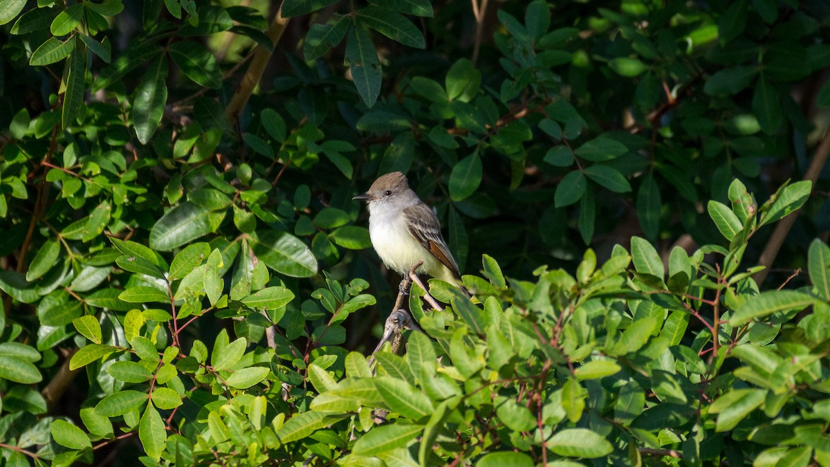 Ash-throated Flycatcher - ML128295241