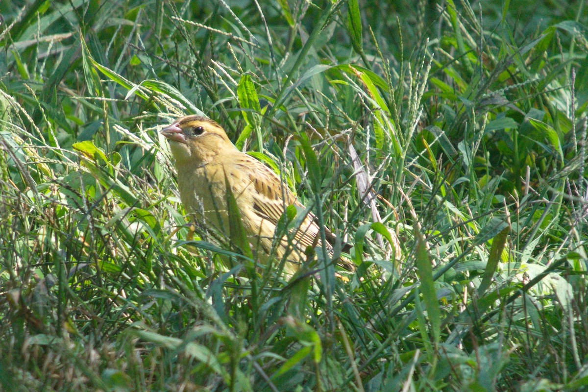 bobolink - ML128295511