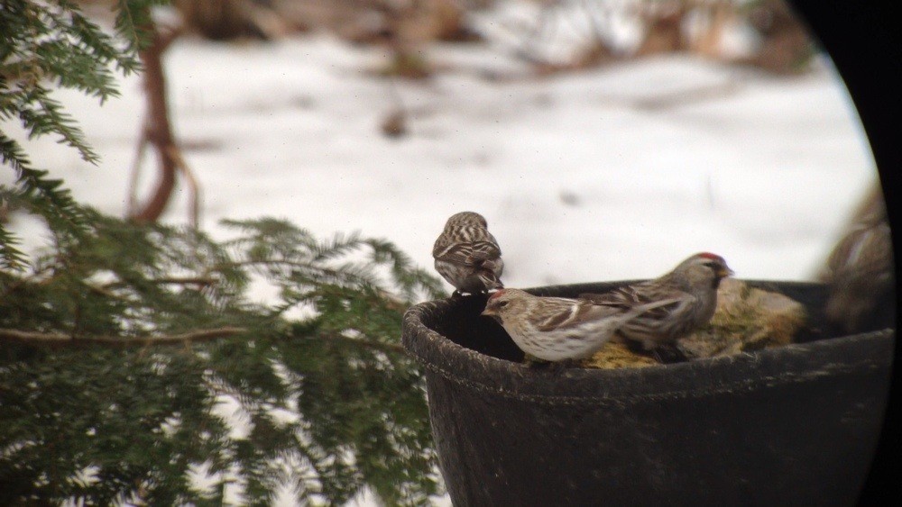 Hoary Redpoll (exilipes) - ML128296651