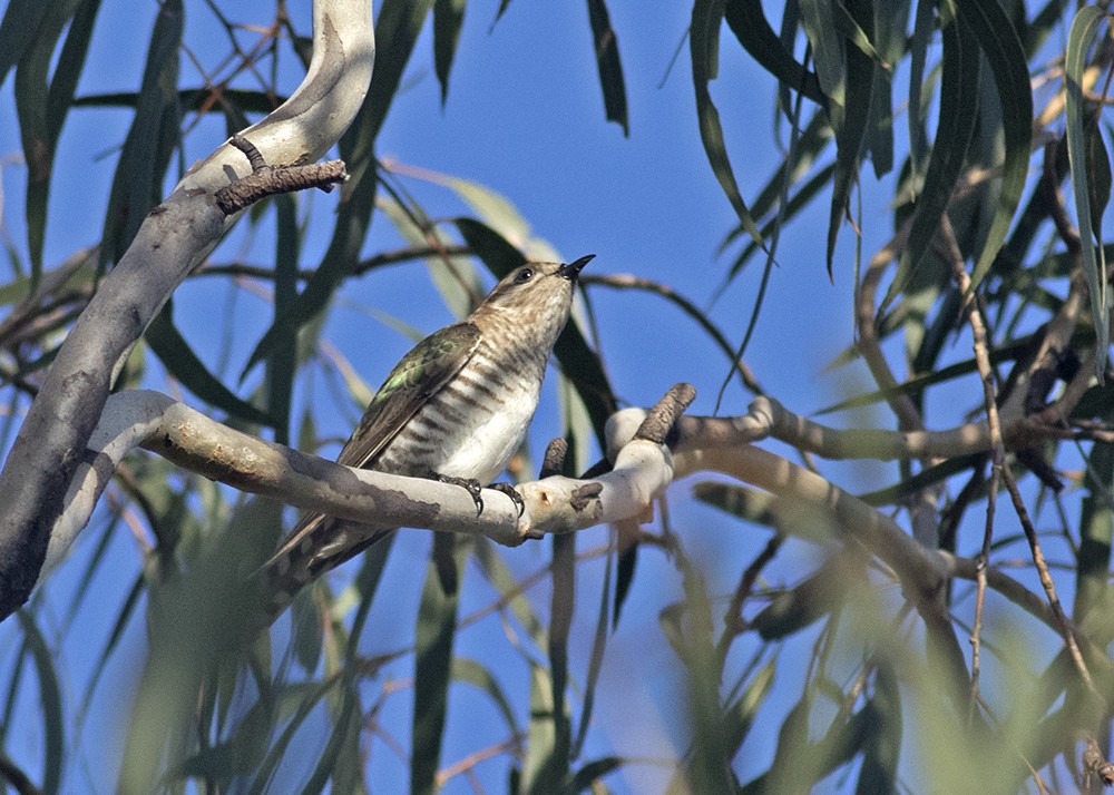 Horsfield's Bronze-Cuckoo - ML128296841