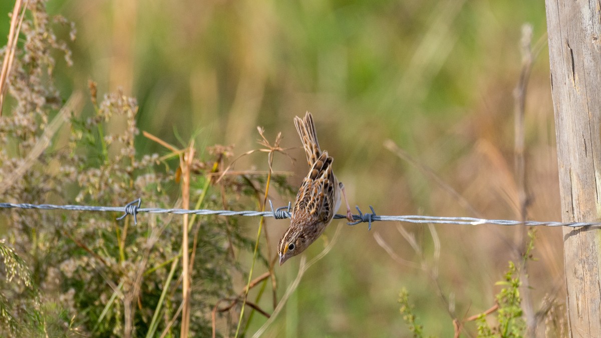 Grasshopper Sparrow - Kyle Matera