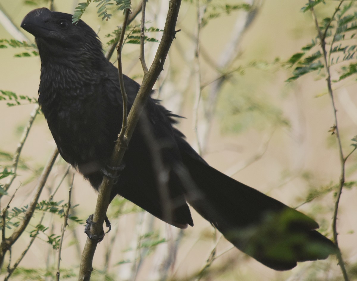 Smooth-billed Ani - ML128298661