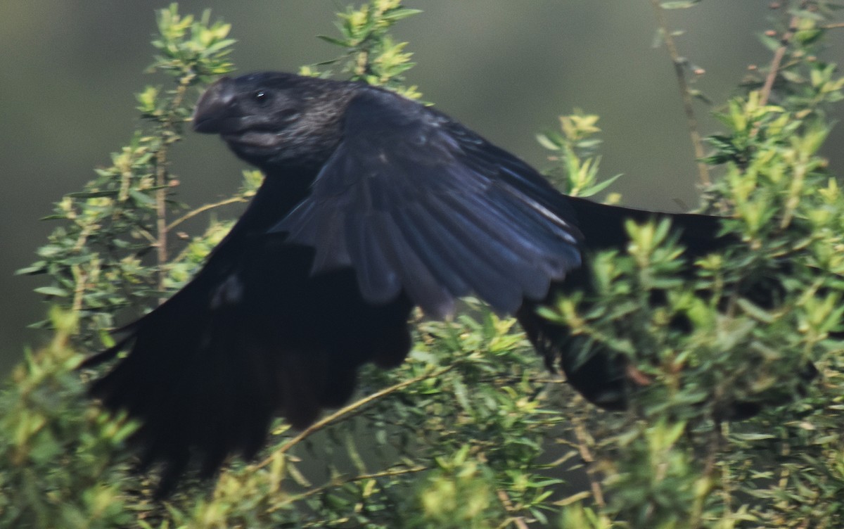 Smooth-billed Ani - ML128298731