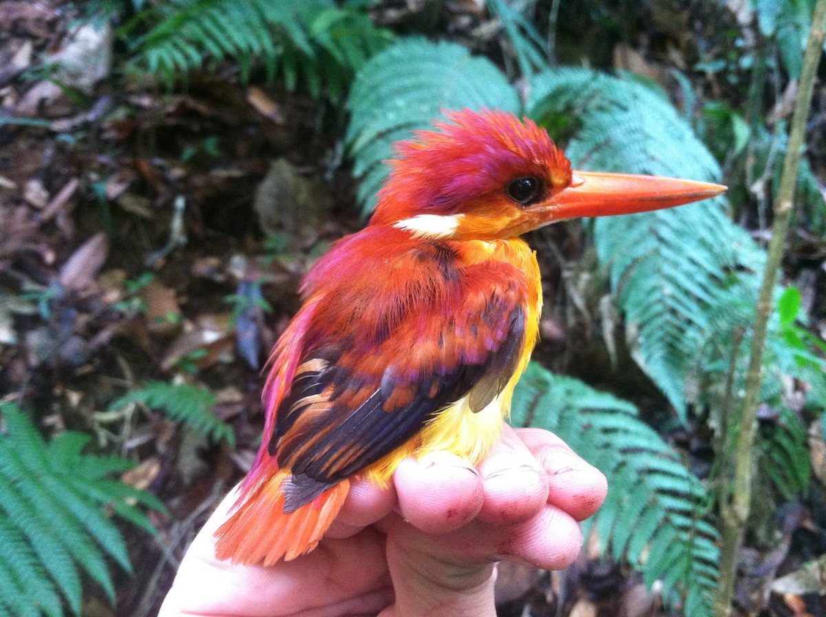 Rufous-backed Dwarf-Kingfisher - ML128299921