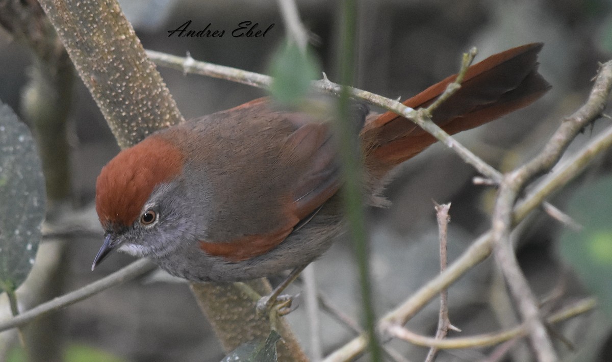 Sooty-fronted Spinetail - ML128301731