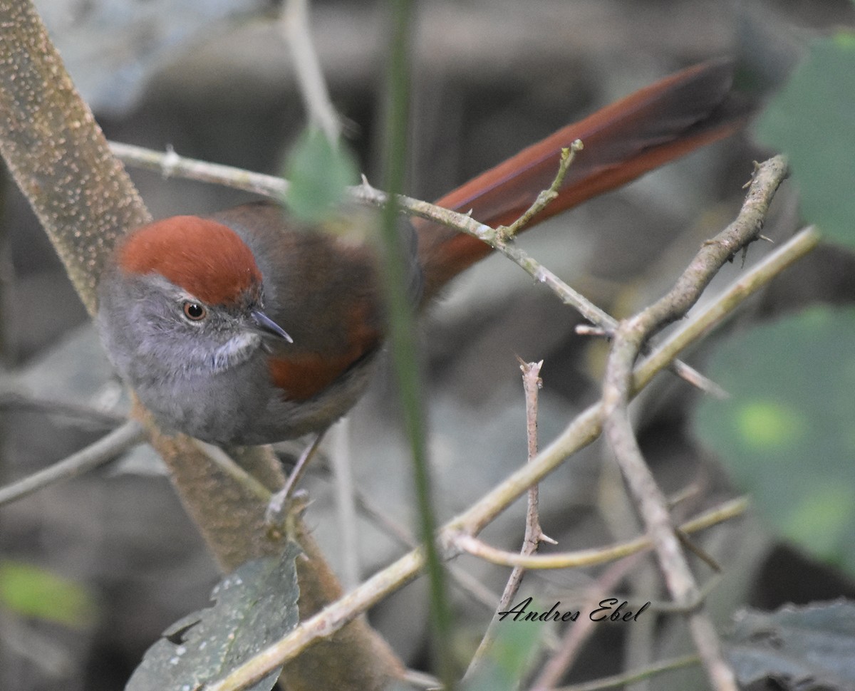 Sooty-fronted Spinetail - ML128301851