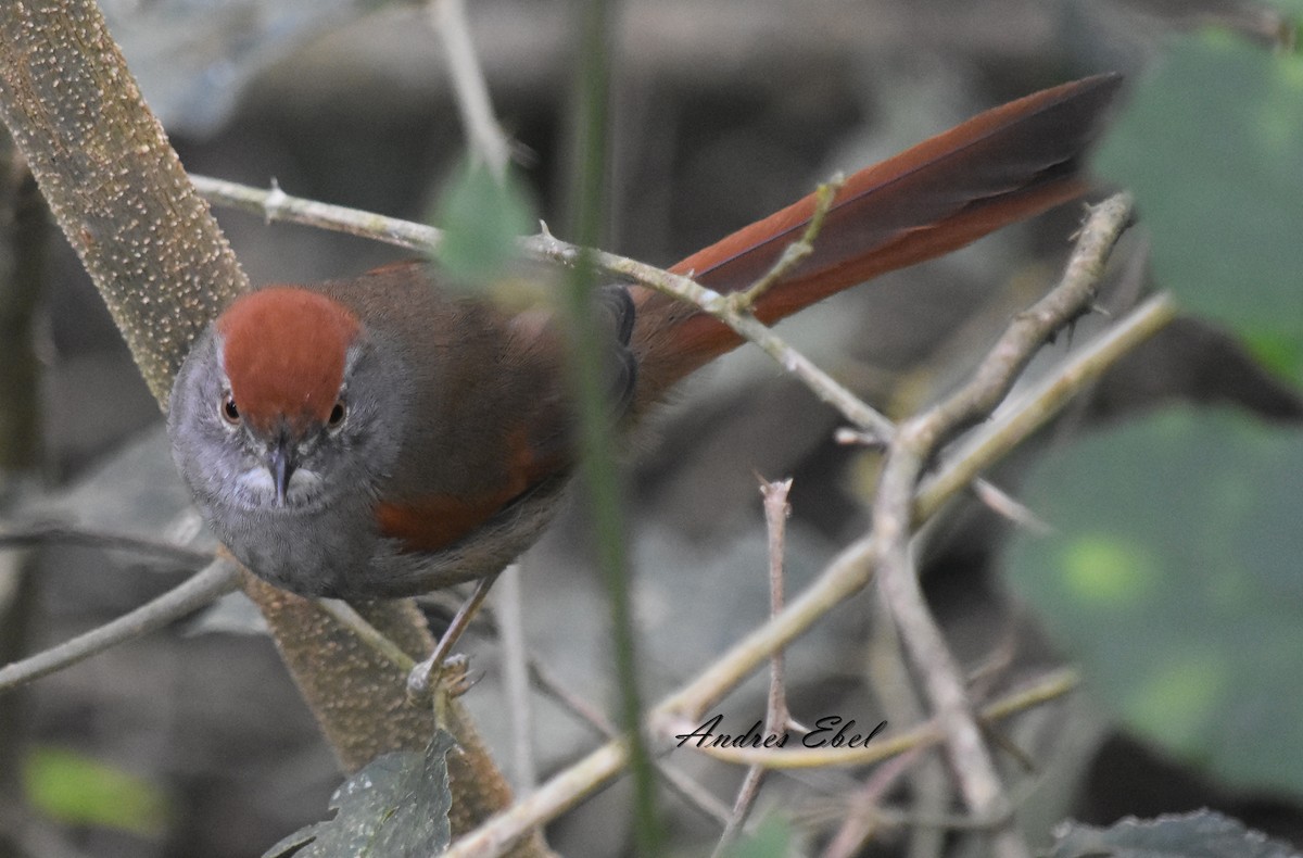 Sooty-fronted Spinetail - ML128301861