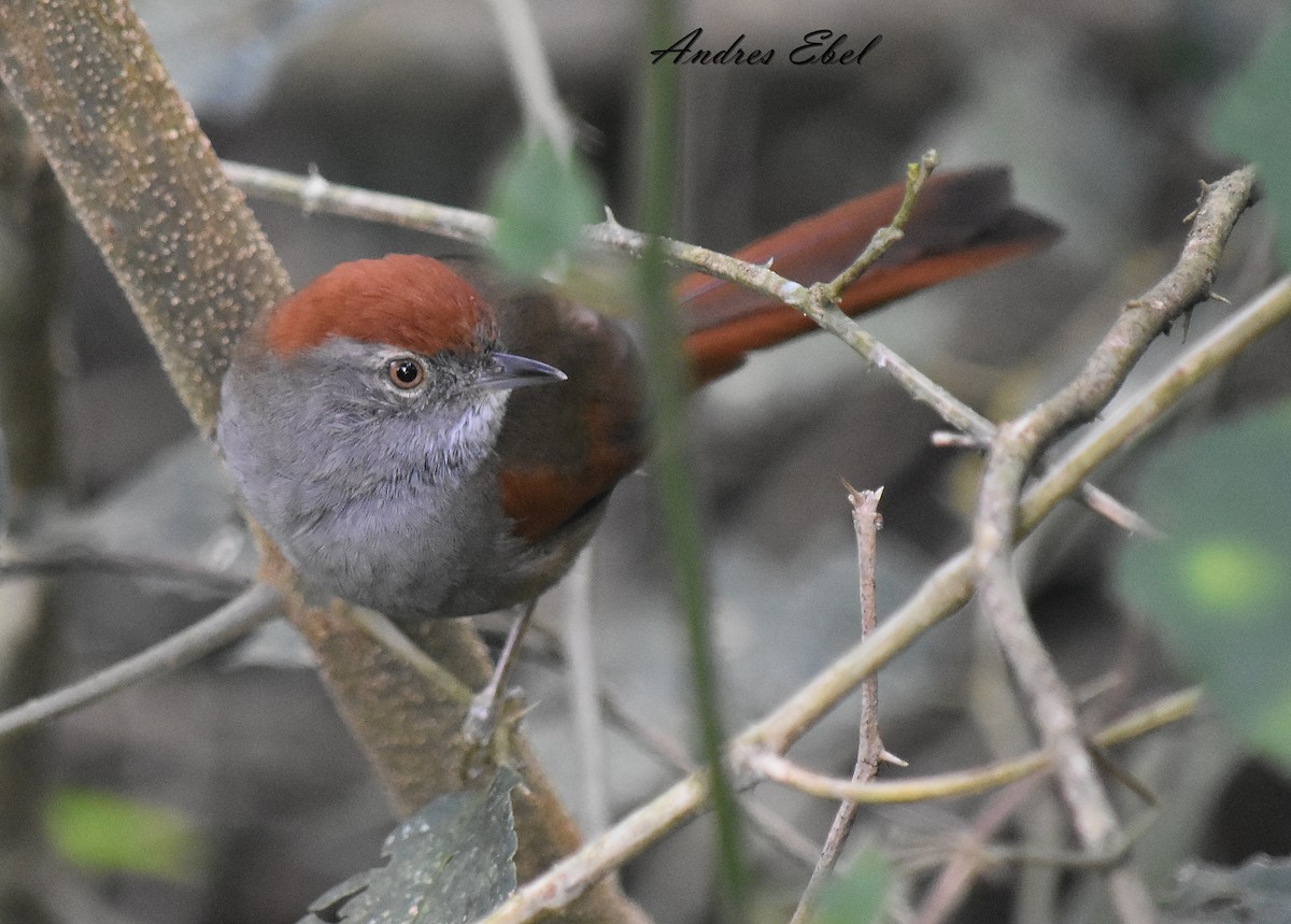 Sooty-fronted Spinetail - ML128301881