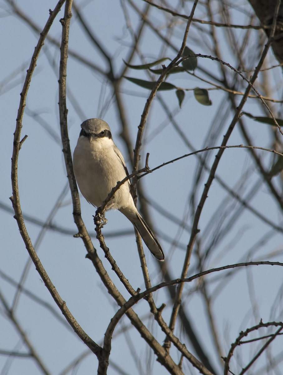 Pie-grièche migratrice - ML128302671