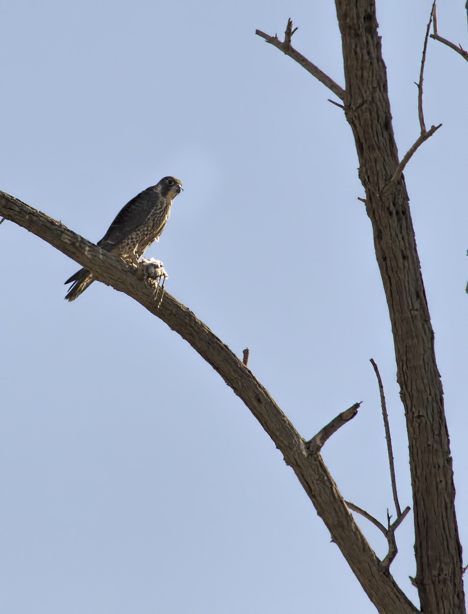 Peregrine Falcon - Carl Giometti 🍹