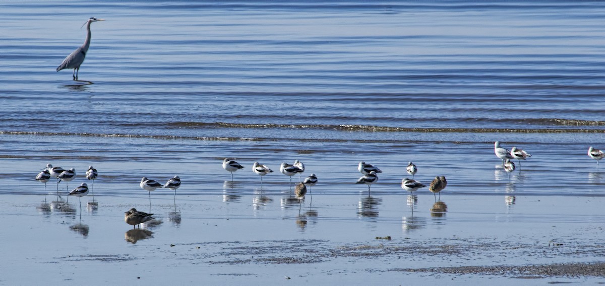 American Avocet - ML128302801