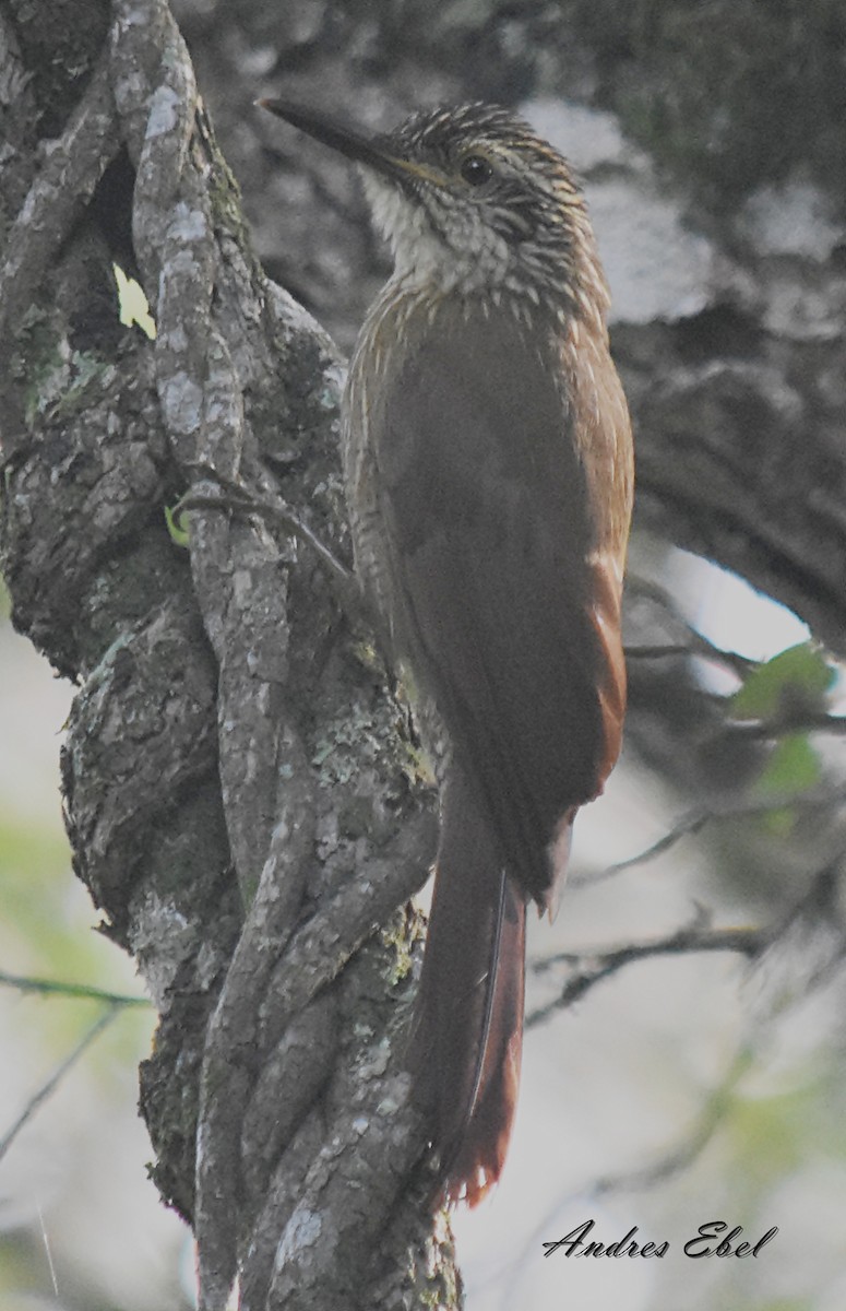 Planalto Woodcreeper - ML128302821