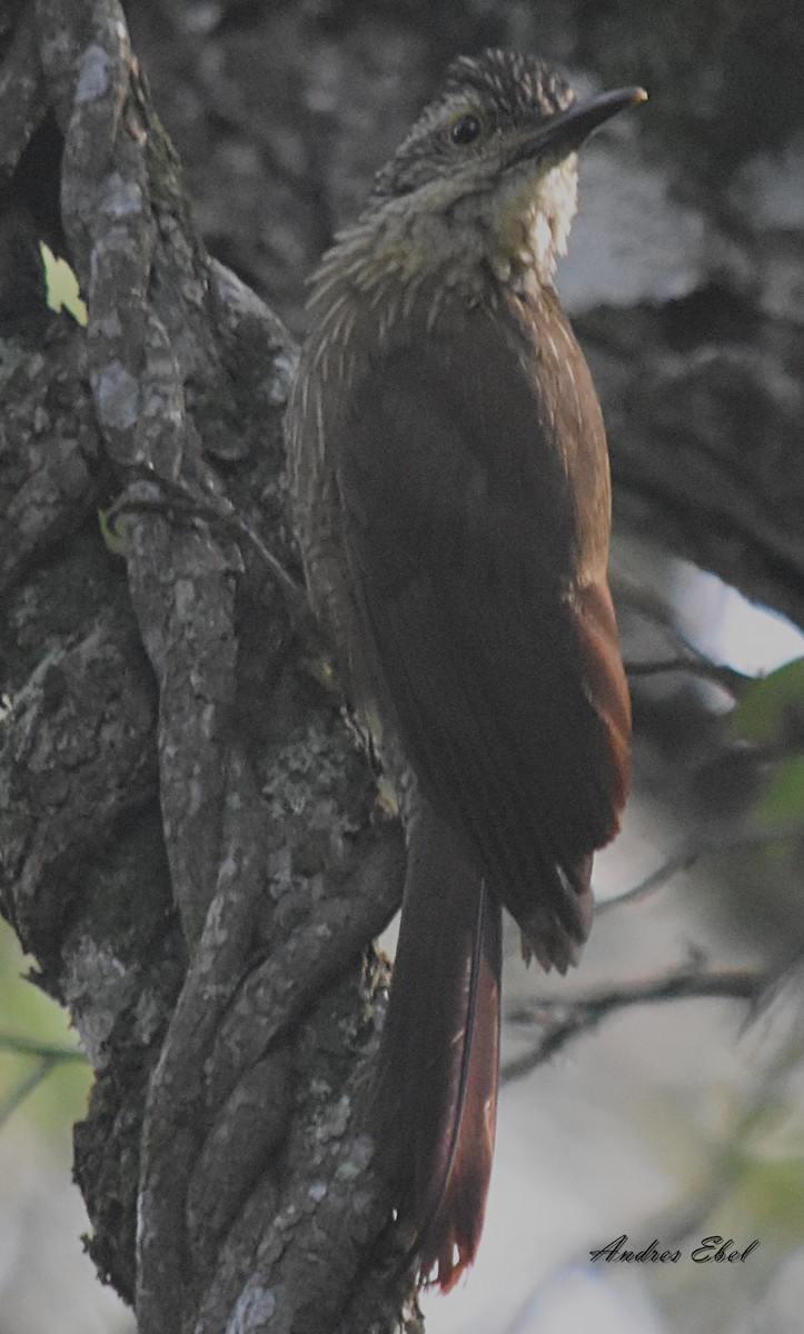 Planalto Woodcreeper - andres ebel