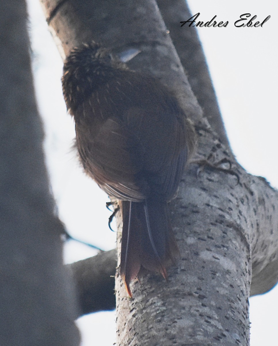 Planalto Woodcreeper - ML128302861