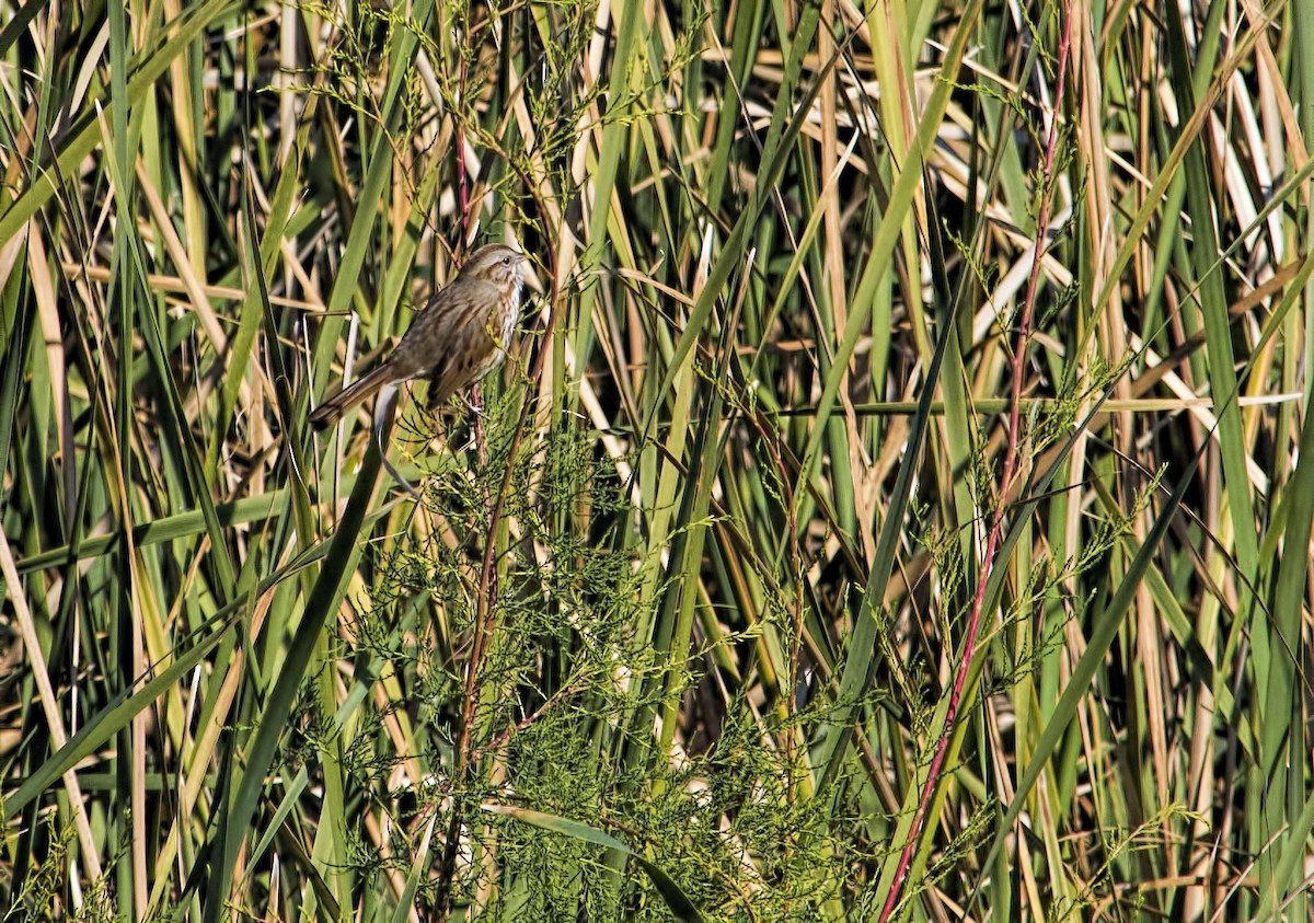 Song Sparrow - ML128302871