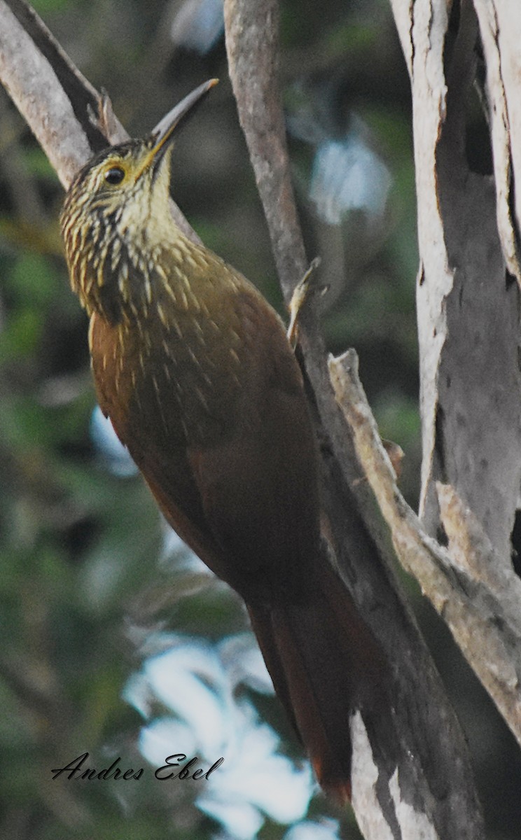 Planalto Woodcreeper - ML128302931