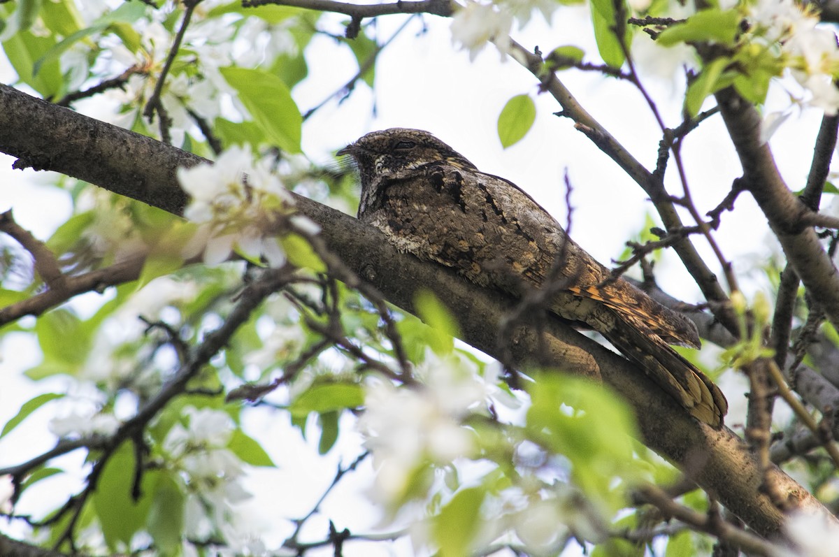 Eastern Whip-poor-will - Carl Giometti 🍹