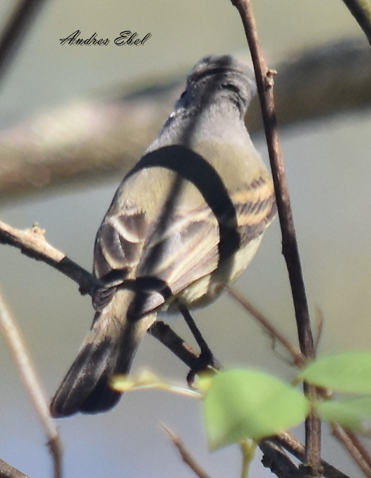 Southern Beardless-Tyrannulet - ML128304581